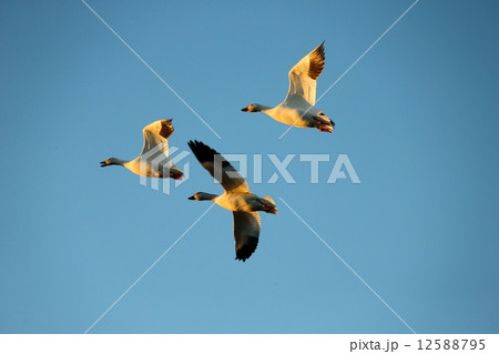 飛行する３羽のハクガンーThree Snow Geese Flying in Sky 12588795