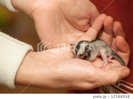 Helpless Sugar glider cub lays on woman hand Helpless Sugar glider cub lays on woman hand 12588938