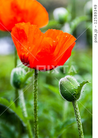 Closeup of the blooming red poppy flowers and poppy buds Closeup of the blooming red poppy flowers and poppy buds 12589349