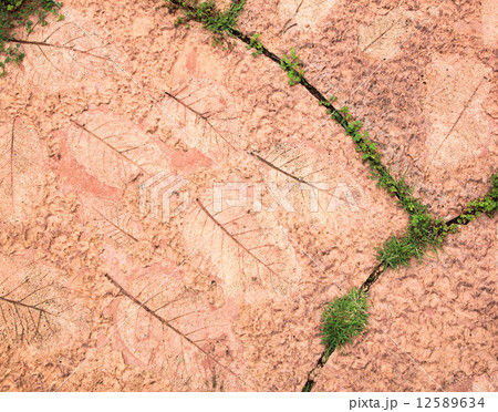 Leaf cement walkway 12589634