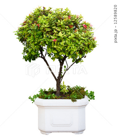 Bonsai tree 12589820