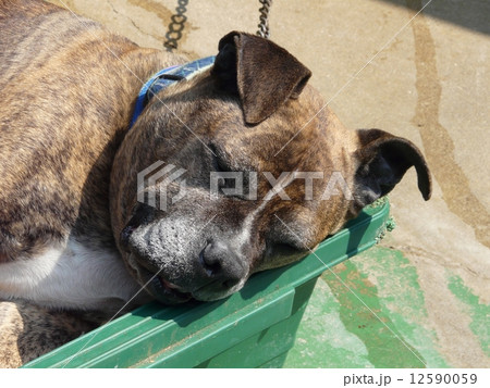 犬の昼寝 犬の昼寝 12590059