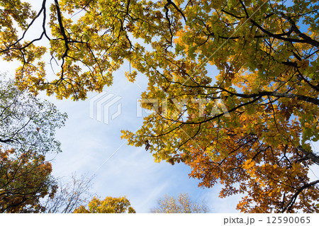 秋空に広がるカシワ 12590065