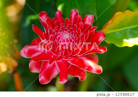Red flower Torch ginger Red flower Torch ginger 12590617
