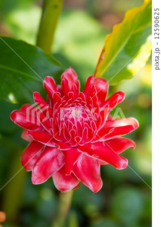 Red flower Torch ginger Red flower Torch ginger 12590625