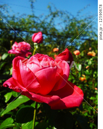 バラ 12590678