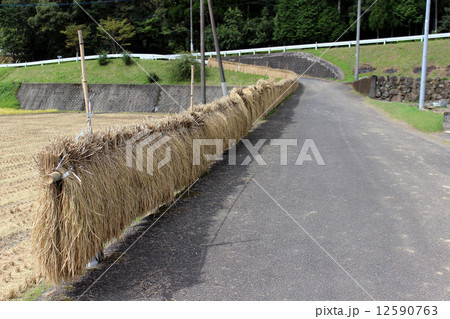 Rice_稲木 稲掛け 稲機 稲架 12590763