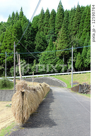 Rice_稲木 稲掛け 稲機 稲架 12590764