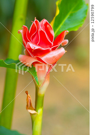 Red flower Torch ginger Red flower Torch ginger 12590799