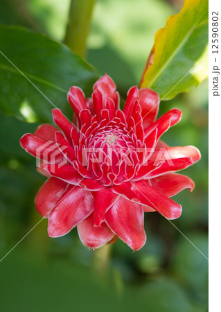 Red flower Torch ginger with blur background Red flower Torch ginger with blur background 12590802