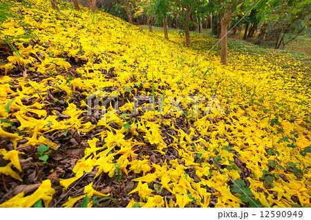 Golden tree 12590949