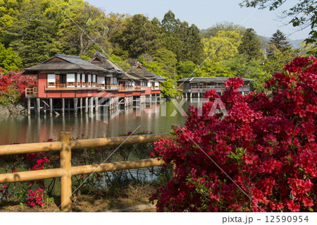 長岡天満宮のキリシマツツジ 長岡天満宮のキリシマツツジ 12590954