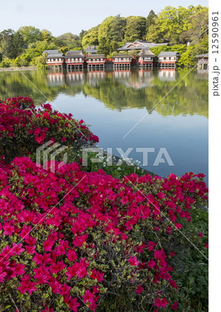 長岡天満宮のキリシマツツジ 長岡天満宮のキリシマツツジ 12590961