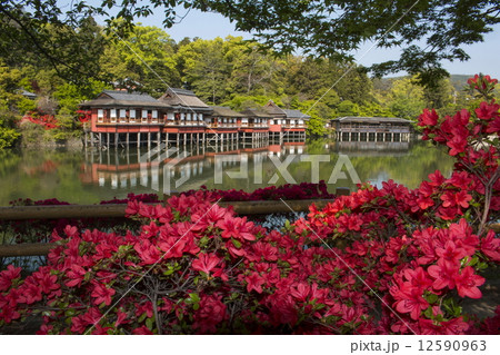長岡天満宮のキリシマツツジ 長岡天満宮のキリシマツツジ 12590963
