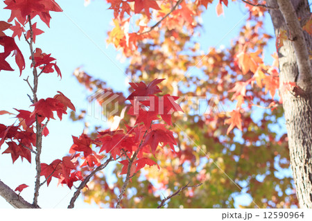 紅葉 12590964