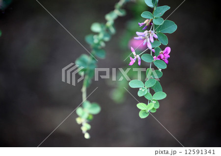 ハギの花 12591341