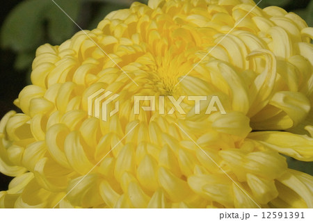 菊　黄色花 12591391