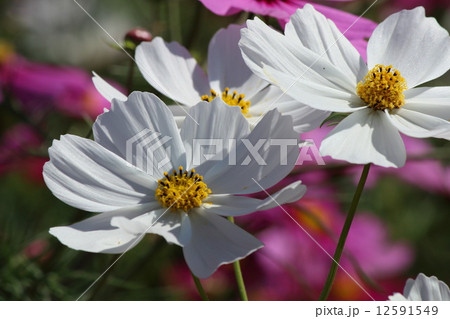 コスモス 12591549