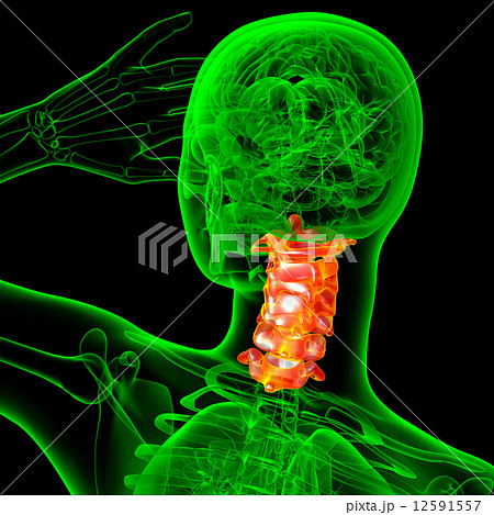 3d render medical illustration of the cervical spine 3d render medical illustration of the cervical spine 12591557