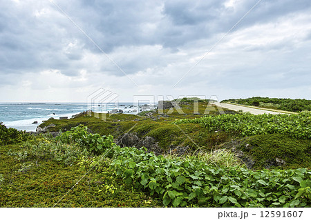 東平安名崎の低床植物 12591607