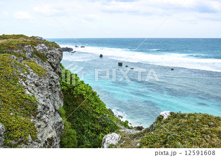 東平安名崎の低床植物 12591608
