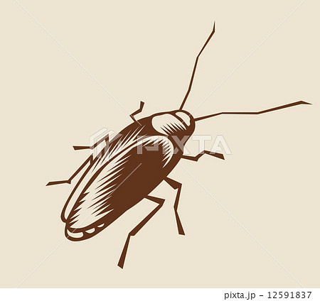 Cockroach 12591837