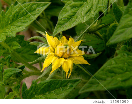 flowering tomato 12592099