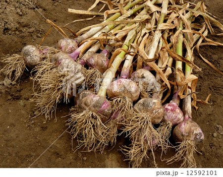 garlic harvest 12592101