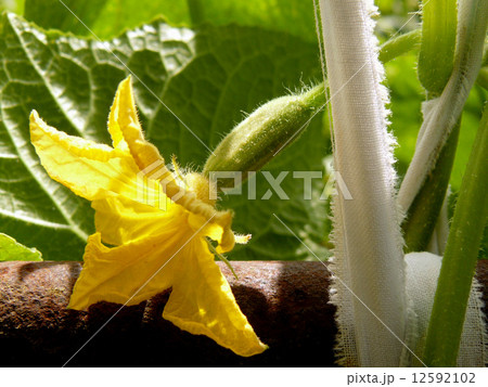 flowering cucumber 12592102