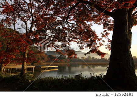 広沢池の紅葉 12592193