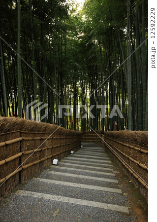 化野念仏寺の竹林 12592229