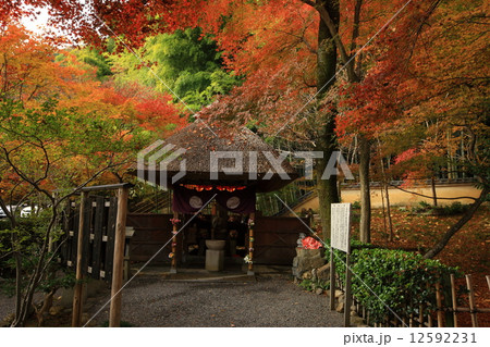 化野念仏寺の紅葉 12592231