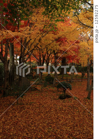 祇王寺の紅葉 12592275