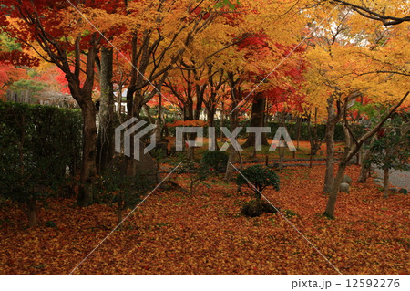 祇王寺の紅葉 12592276