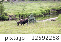 North American Moose 12592288