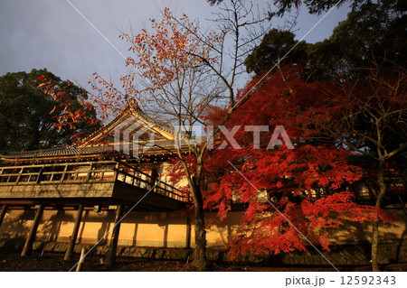 大覚寺の紅葉 大覚寺の紅葉 12592343