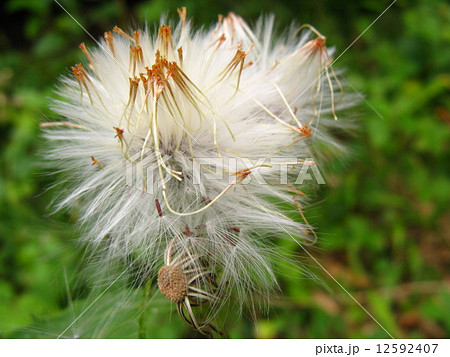 花後に 白い糸の様な長い綿毛 冠毛 をつけますの写真素材