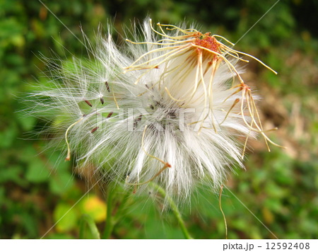 花後に 白い糸の様な長い綿毛 冠毛 をつけますの写真素材