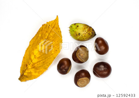 Horse chestnuts still life decoration Horse chestnuts still life decoration 12592433