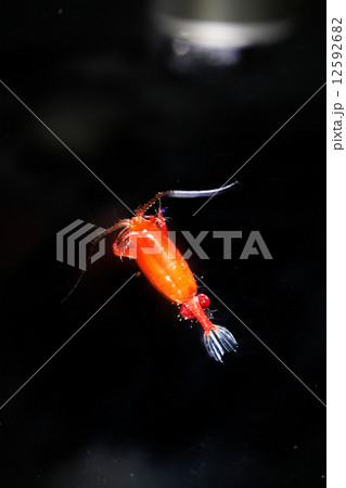 Copepoda sp. Copepoda sp. 12592682