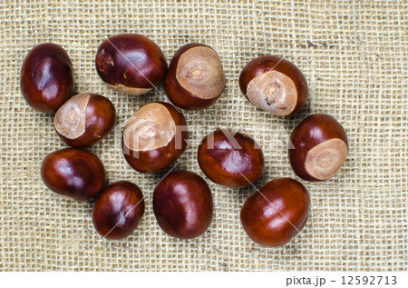 Horse chestnuts collection 12592713