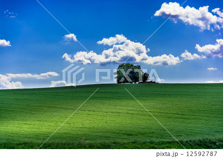 tree on hill and blue cloudy sky 12592787