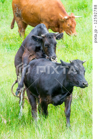 black cow copulating in a green pasture 12592788