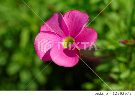 鮮やかなピンク色の花・オキザリス 12592975