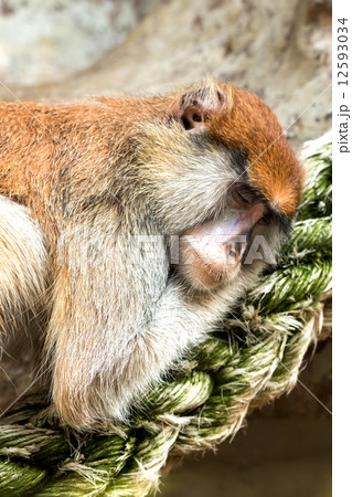 Patas monkey 12593034