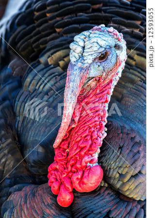 Nice turkey 12593055
