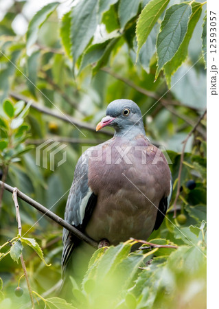 Wood pigeon (Columba palumbus) Wood pigeon (Columba palumbus) 12593057