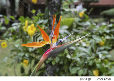 極楽鳥花 12593250