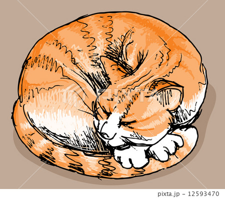 Sleeping red cat 12593470