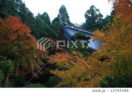 萬徳寺の紅葉 萬徳寺の紅葉 12593486
